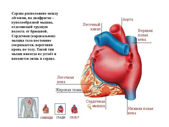 Сердце расположено между лёгкими, на диафрагме – куполообразной мышце, отделяющей грудную полость