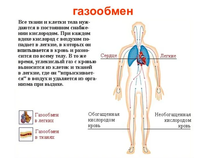 газообмен