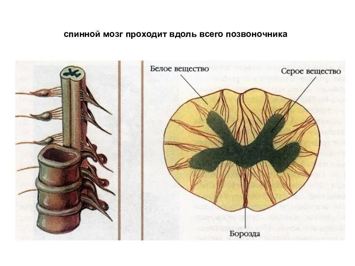 спинной мозг проходит вдоль всего позвоночника