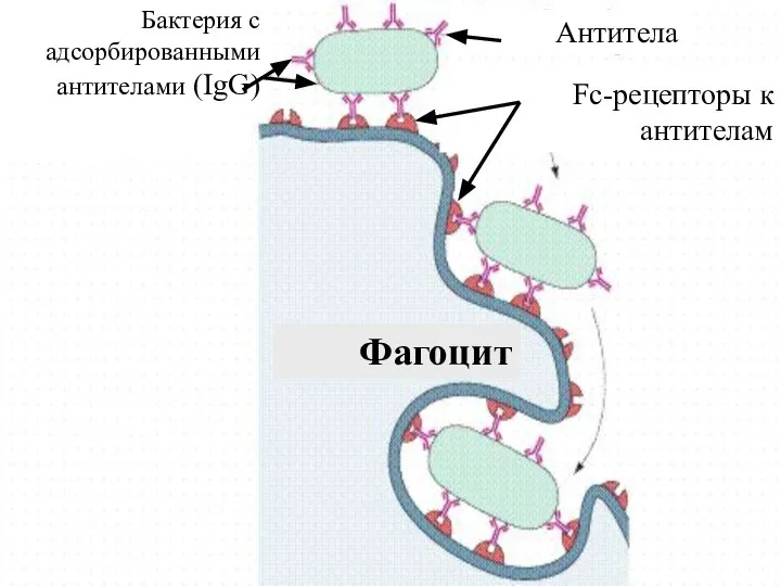 Бактерия с адсорбированными антителами (IgG) Антитела Fc-рецепторы к антителам Фагоцит