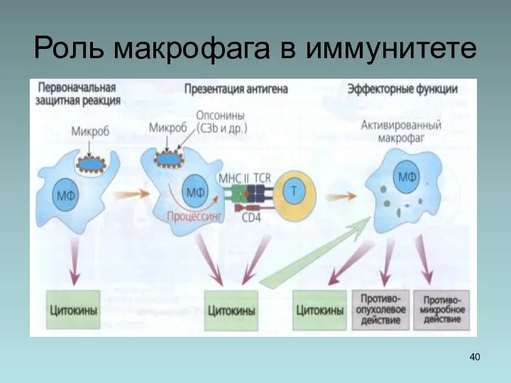 Роль макрофага в иммунитете