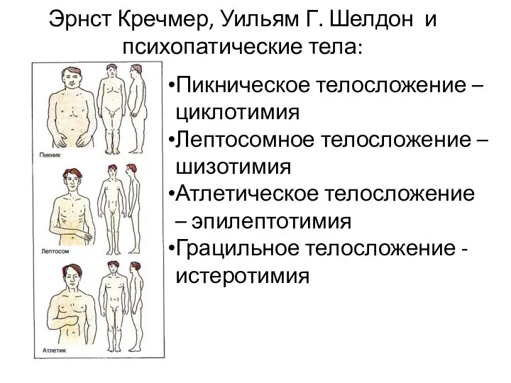 Эрнст Кречмер, Уильям Г. Шелдон и психопатические тела: Пикническое телосложение – циклотимия