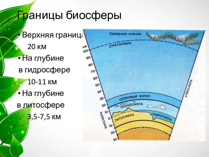 Границы биосферы Верхняя граница 20 км На глубине в гидросфере 10-11 км