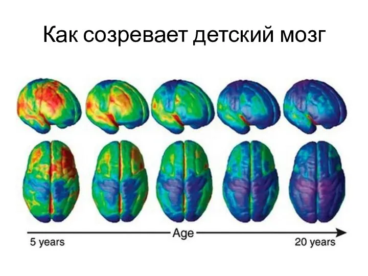 Как созревает детский мозг