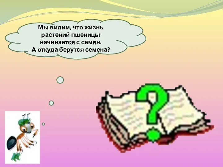 Мы видим, что жизнь растений пшеницы начинается с семян. А откуда берутся семена?