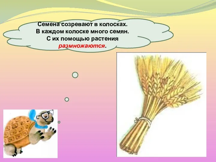 Семена созревают в колосках. В каждом колоске много семян. С их помощью растения размножаются.