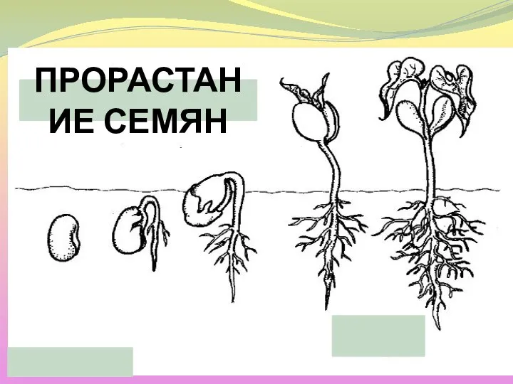 ПРОРАСТАНИЕ СЕМЯН