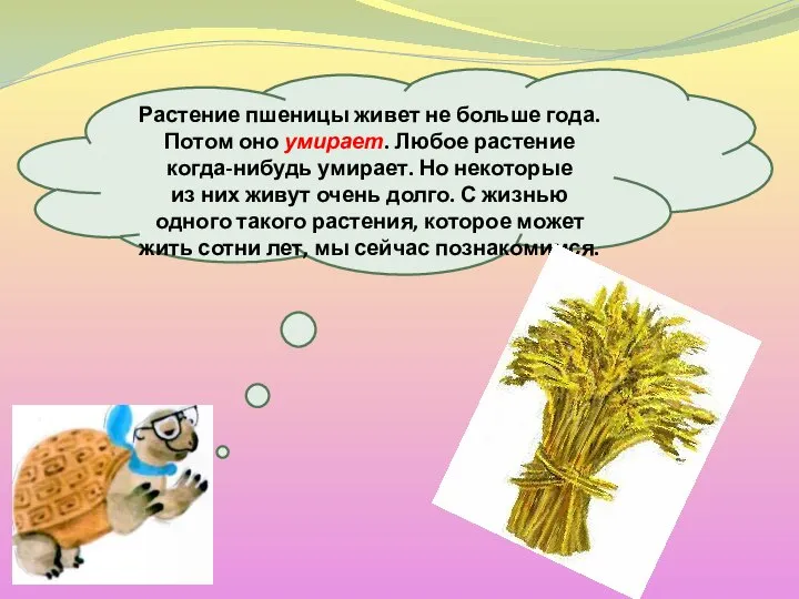 Растение пшеницы живет не больше года. Потом оно умирает. Любое растение когда-нибудь