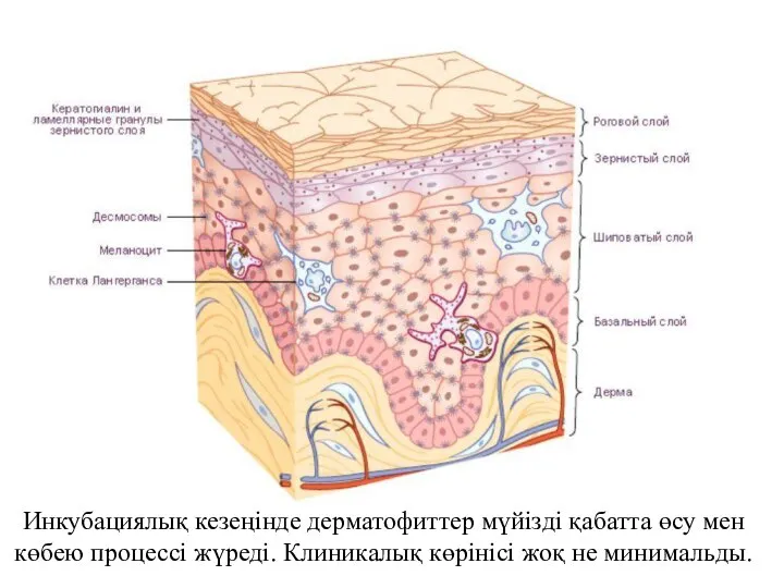 Инкубациялық кезеңінде дерматофиттер мүйізді қабатта өсу мен көбею процессі жүреді. Клиникалық көрінісі жоқ не минимальды.