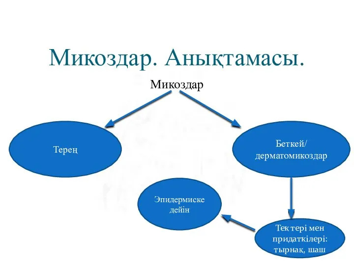 Микоздар. Анықтамасы. Микоздар Терең Беткей/ дерматомикоздар Тек тері мен придаткілері: тырнақ, шаш Эпидермиске дейін