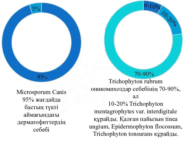 95% 5% Microsporum Canis 95% жағдайда бастың түкті аймағындағы дерматофиттердің себебі 10-20%