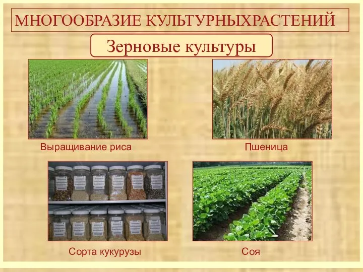 МНОГООБРАЗИЕ КУЛЬТУРНЫХРАСТЕНИЙ Зерновые культуры Выращивание риса Пшеница Соя Сорта кукурузы