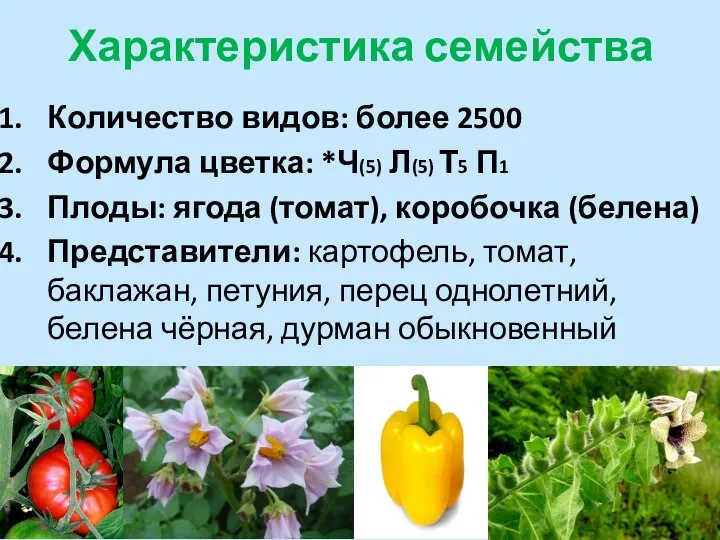 Характеристика семейства Количество видов: более 2500 Формула цветка: *Ч(5) Л(5) Т5 П1