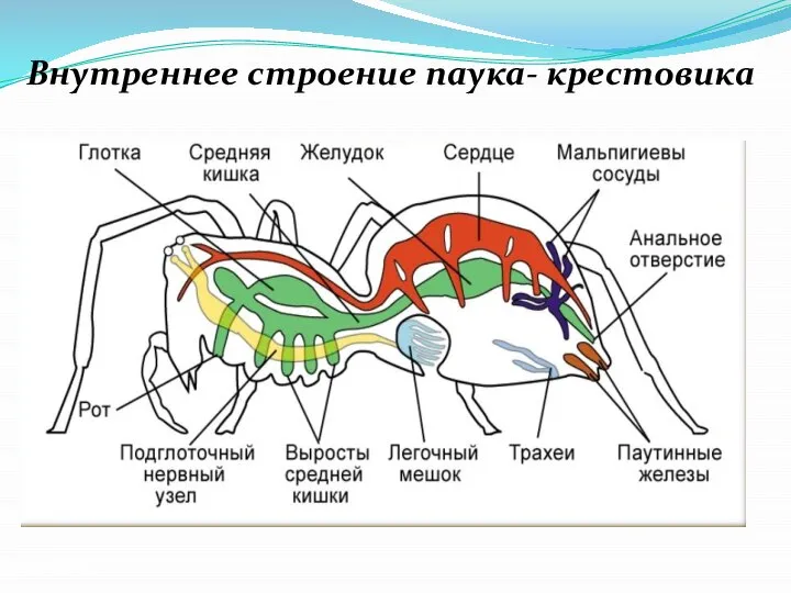 Внутреннее строение паука- крестовика