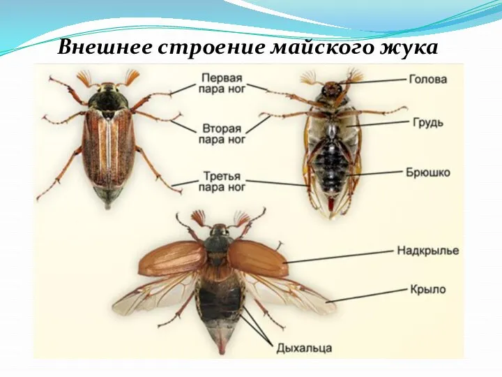 Внешнее строение майского жука