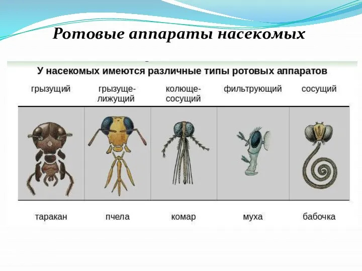 Ротовые аппараты насекомых