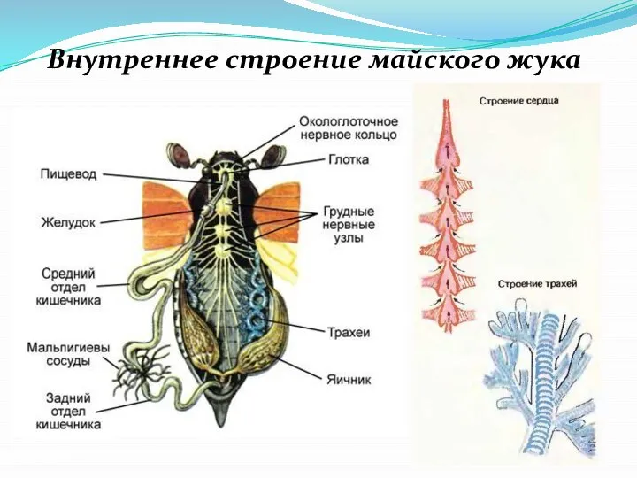 Внутреннее строение майского жука