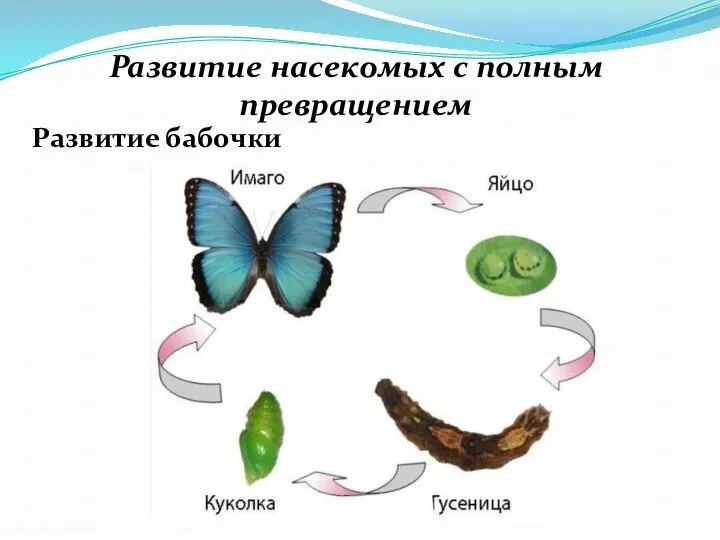 Развитие насекомых с полным превращением Развитие бабочки