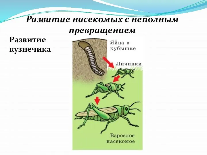 Развитие насекомых с неполным превращением Развитие кузнечика