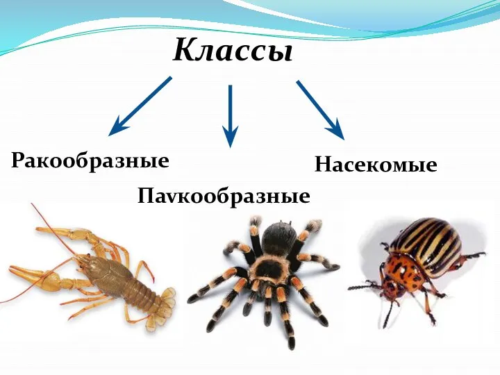 Классы Паукообразные Ракообразные Насекомые