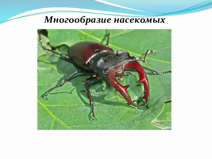 Многообразие насекомых