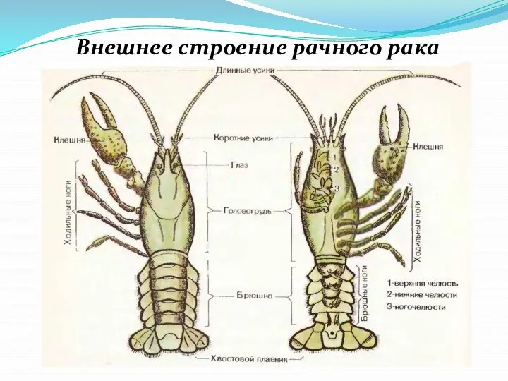 Внешнее строение рачного рака