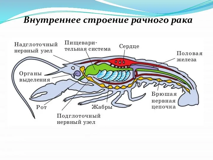 Внутреннее строение рачного рака