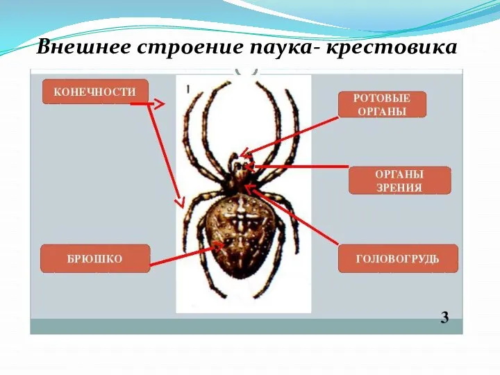 Внешнее строение паука- крестовика