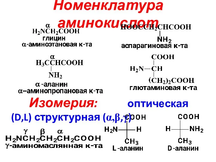 Номенклатура аминокислот Изомерия: оптическая (D,L) структурная (α,β,γ)