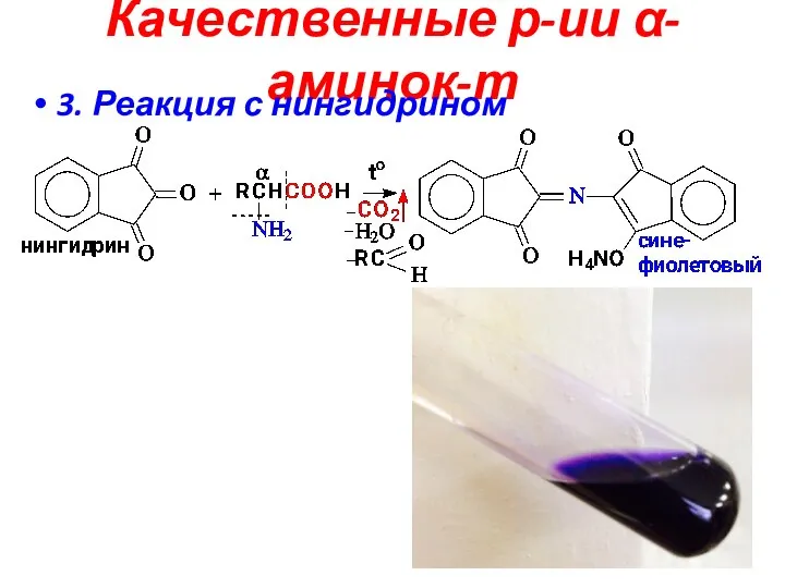 Качественные р-ии α-аминок-т 3. Реакция с нингидрином