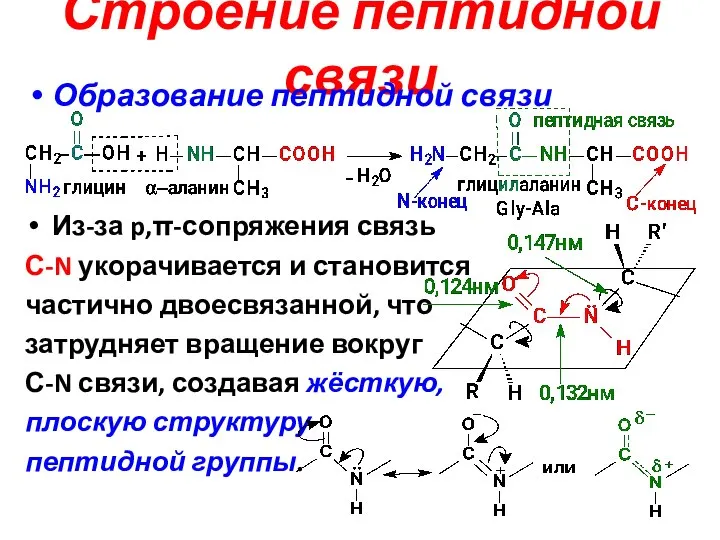 Строение пептидной связи Образование пептидной связи Из-за p,π-сопряжения связь С-N укорачивается и