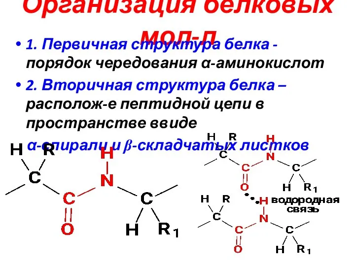 Организация белковых мол-л 1. Первичная структура белка - порядок чередования α-аминокислот 2.