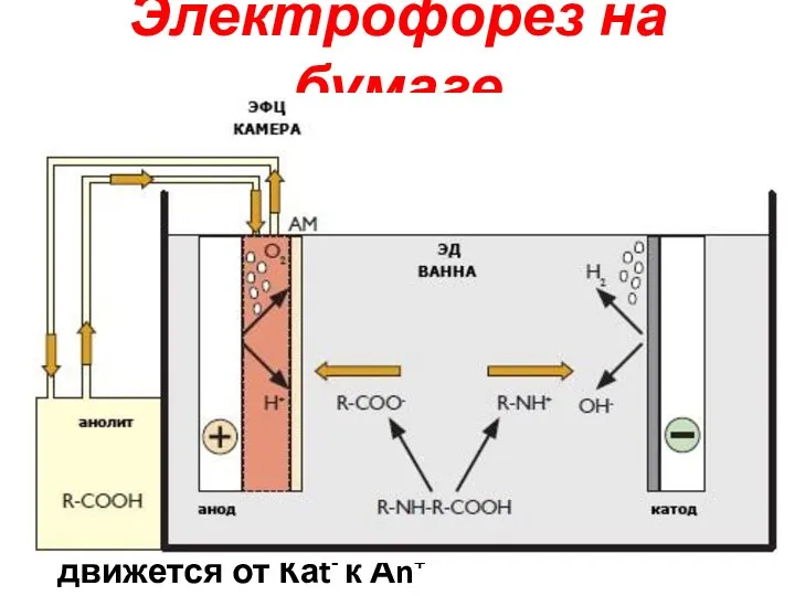 Ацетатный буферный р-р – аминокислота в катионной форме движется от Аn+ к