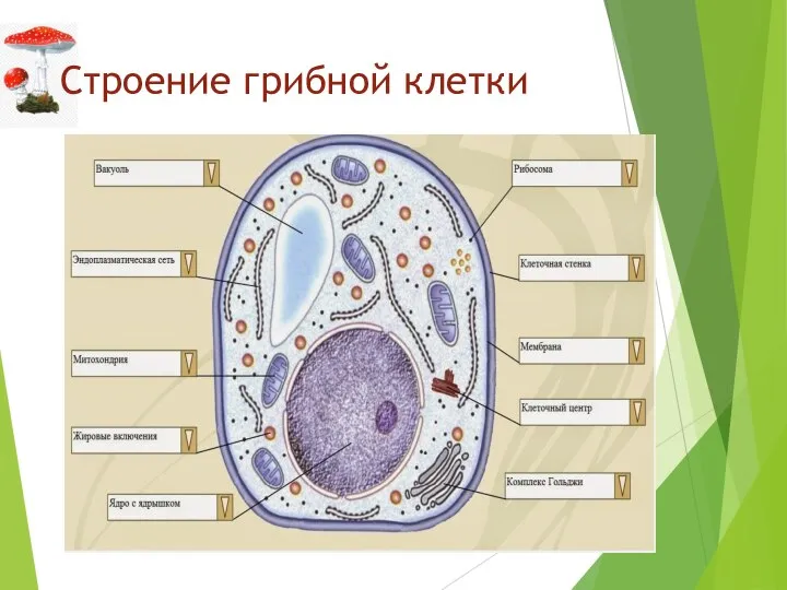 Строение грибной клетки