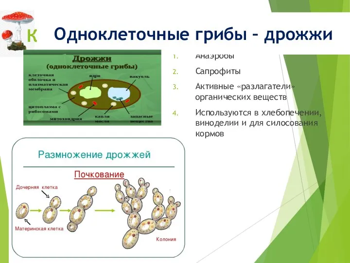 КТО? Анаэробы Сапрофиты Активные «разлагатели» органических веществ Используются в хлебопечении, виноделии и