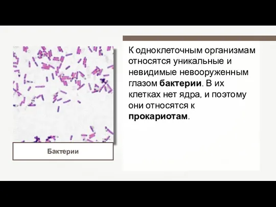 Y tambe Бактерии К одноклеточным организмам относятся уникальные и невидимые невооруженным глазом