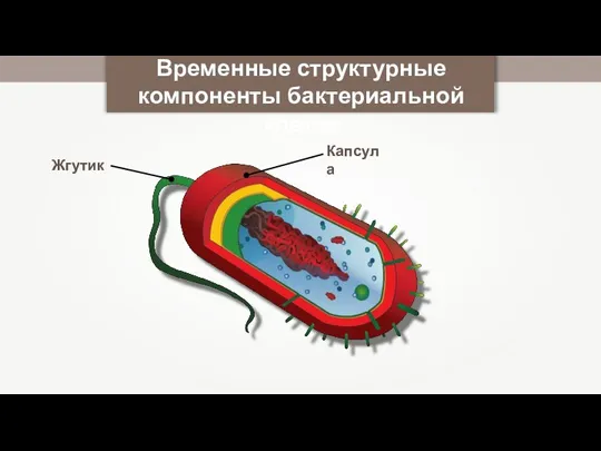 Временные структурные компоненты бактериальной клетки Капсула Жгутик