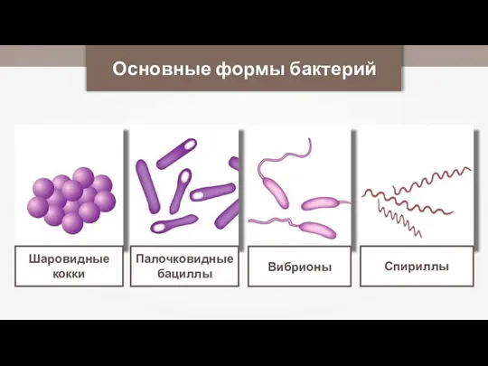 Основные формы бактерий Шаровидные кокки Палочковидные бациллы Вибрионы Спириллы