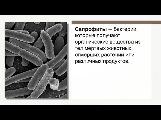 Сапрофиты — бактерии, которые получают органические вещества из тел мёртвых животных, отмерших растений или различных продуктов.