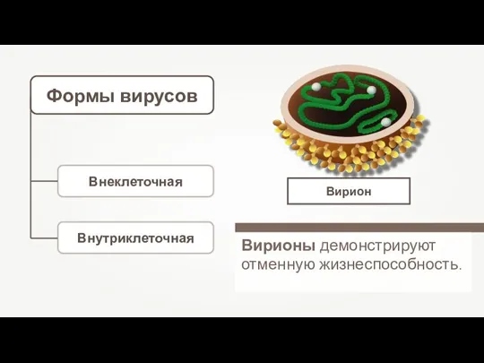 Формы вирусов Вирионы демонстрируют отменную жизнеспособность. Внеклеточная Внутриклеточная Вирион