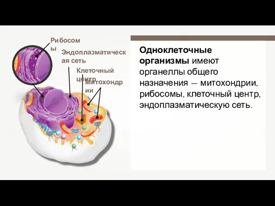 Одноклеточные организмы имеют органеллы общего назначения — митохондрии, рибосомы, клеточный центр, эндоплазматическую