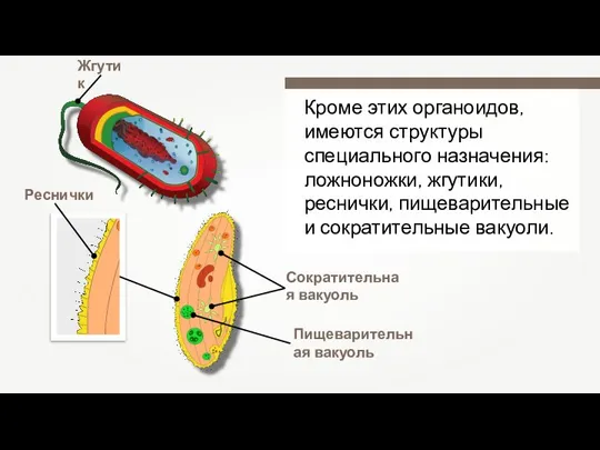 Кроме этих органоидов, имеются структуры специального назначения: ложноножки, жгутики, реснички, пищеварительные и