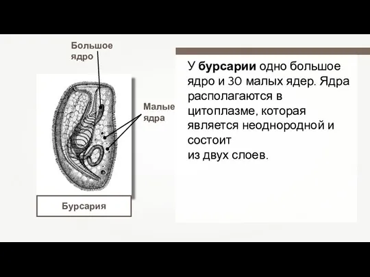 У бурсарии одно большое ядро и 30 малых ядер. Ядра располагаются в