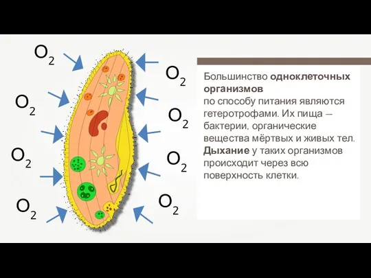 Большинство одноклеточных организмов по способу питания являются гетеротрофами. Их пища — бактерии,