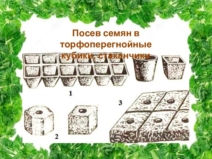 Посев семян в торфоперегнойные кубики, стаканчики