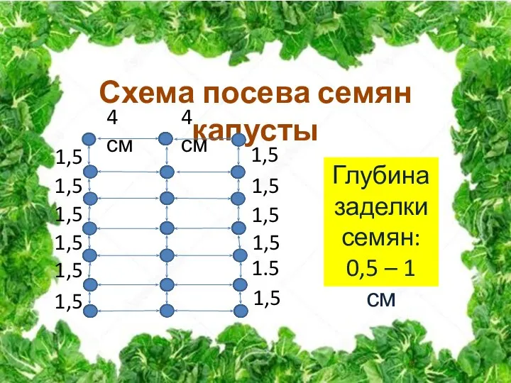 Схема посева семян капусты 4 см 4 см 1,5 1,5 1,5 1,5