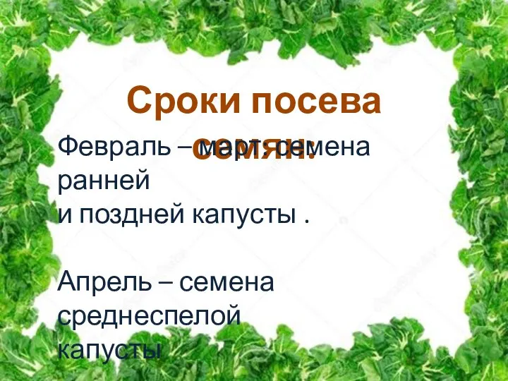 Сроки посева семян: Февраль – март: семена ранней и поздней капусты .