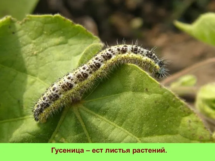 Гусеница – ест листья растений.