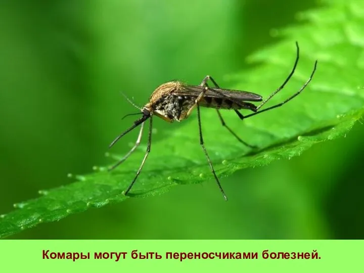 Комары могут быть переносчиками болезней.