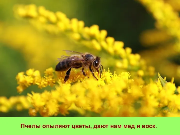 Пчелы опыляют цветы, дают нам мед и воск.